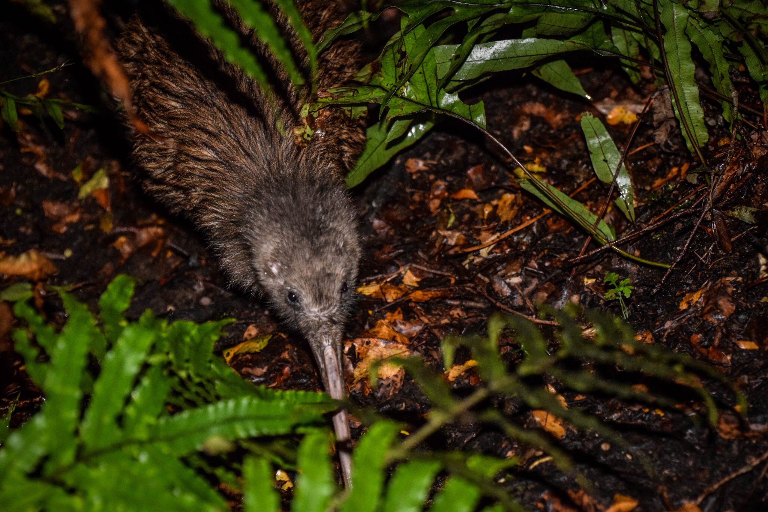 Kiwi on Stewart Island/Rakiura