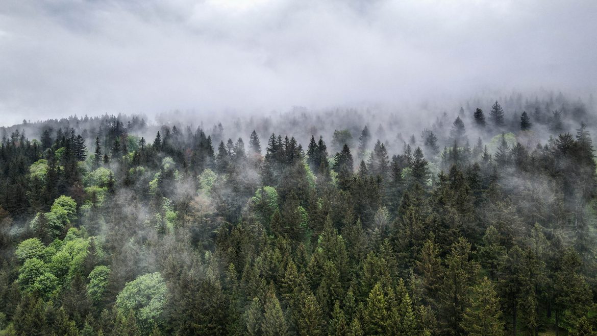 Główny Szlak Sudecki (Etap 8): PTTK Andrzejówka – PTTK Zygmuntówka Góry Sowie Główny Szlak Sudecki