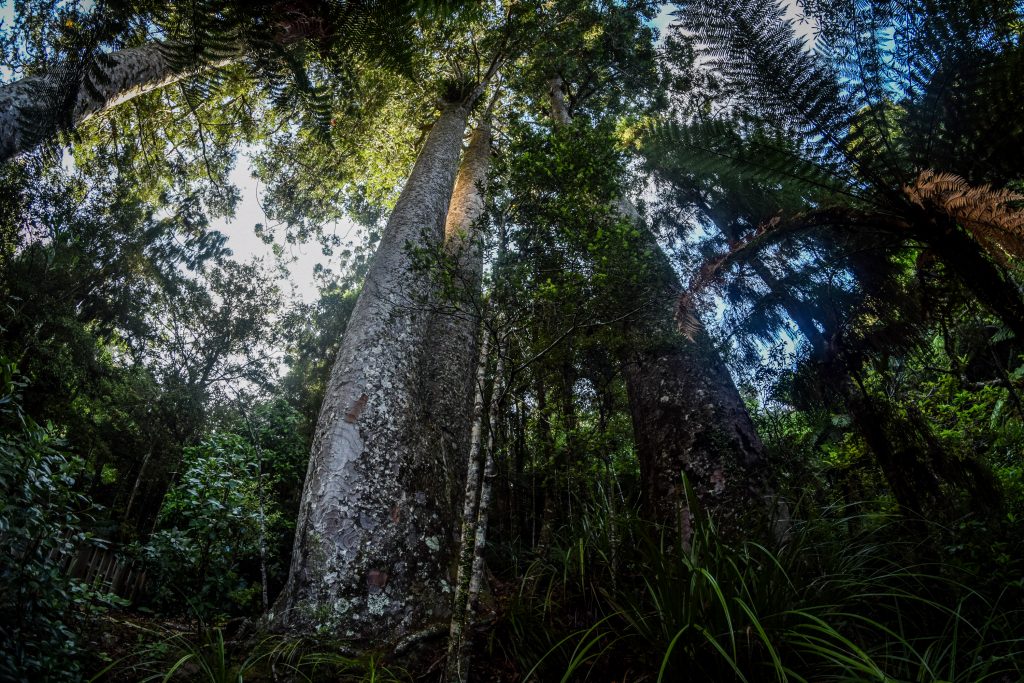 Coromandel Pennisula, New Zealand