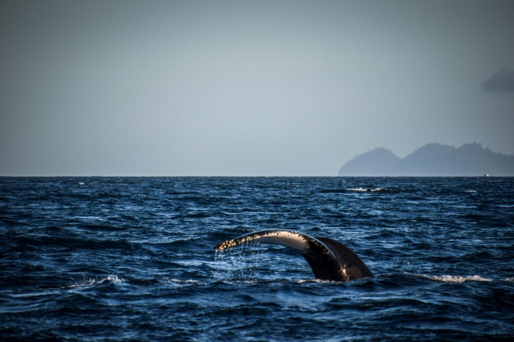 Humpback whale around Whitsunday Islands