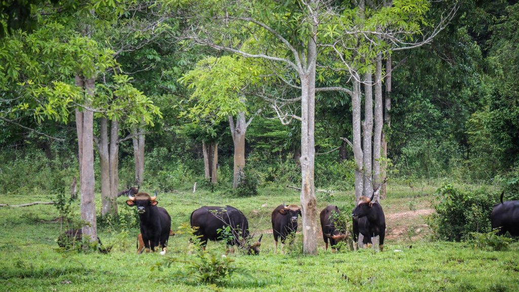 Kui Buri National Park, Thailand