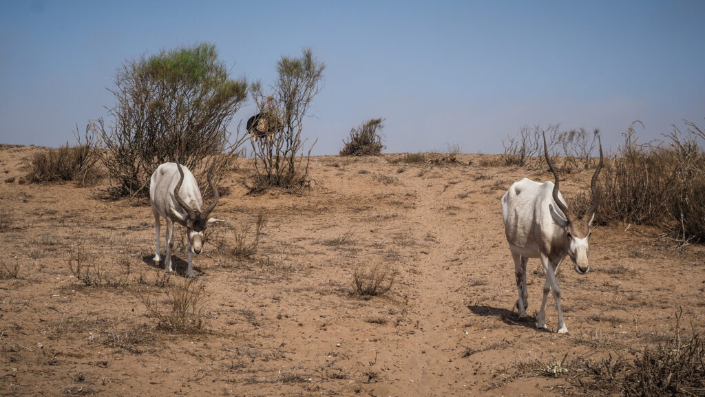 Souss-Massa National Park in Morocco