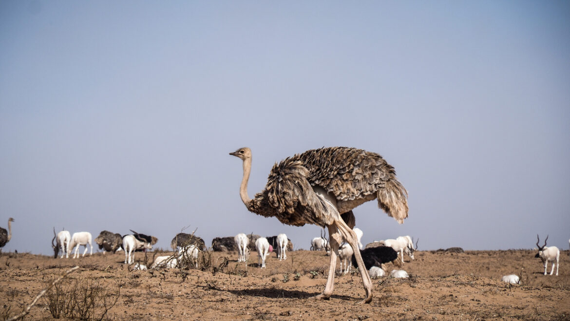 Park Narodowy Souss-Massa Souss-Massa National Park in Morocco