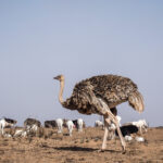 Souss-Massa National Park in Morocco