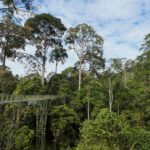 Sepilok, Sabah, Borneo