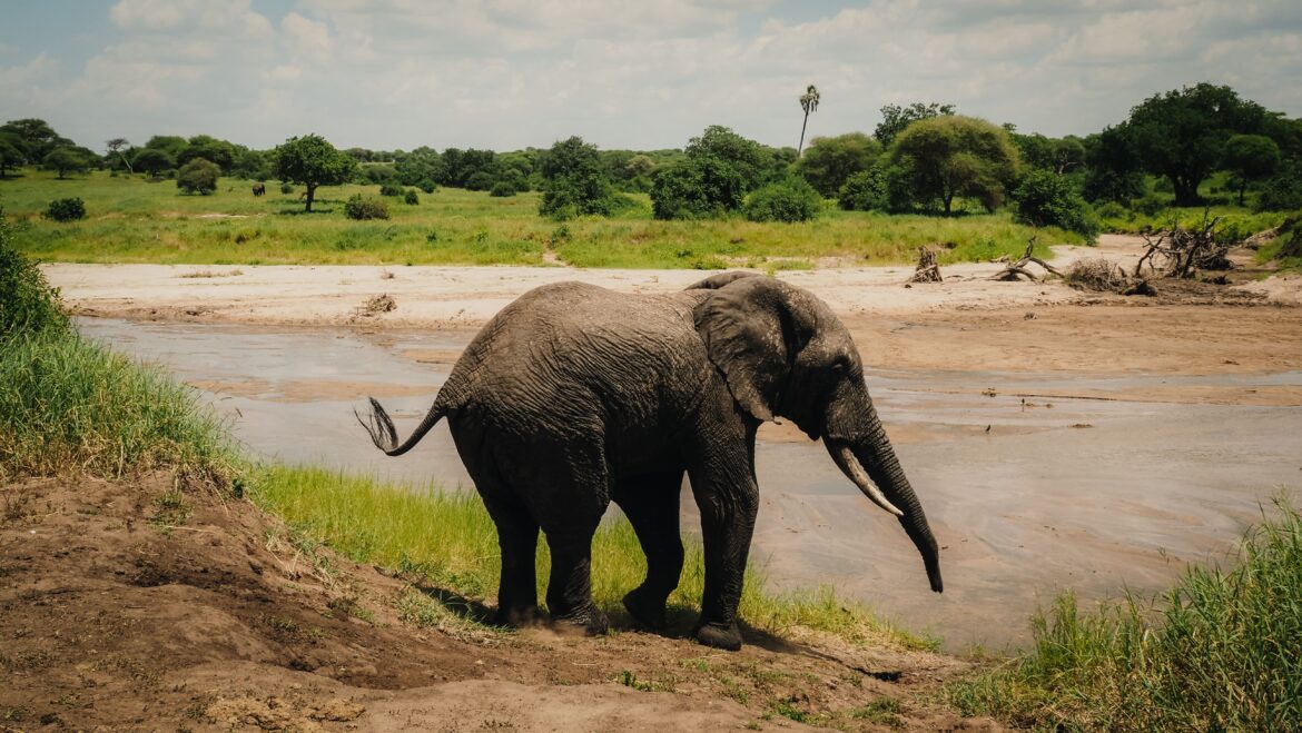 Tarangire National Park: Spotting Wildlife Among Baobab Trees Tarangire, Tanzania
