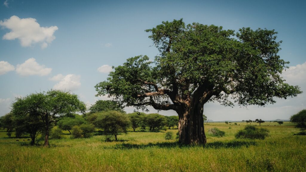Tarangire, Tanzania