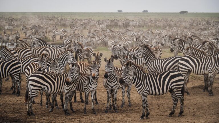 Serengeti, Tanzania