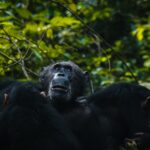 Gombe National Park, Tanzania