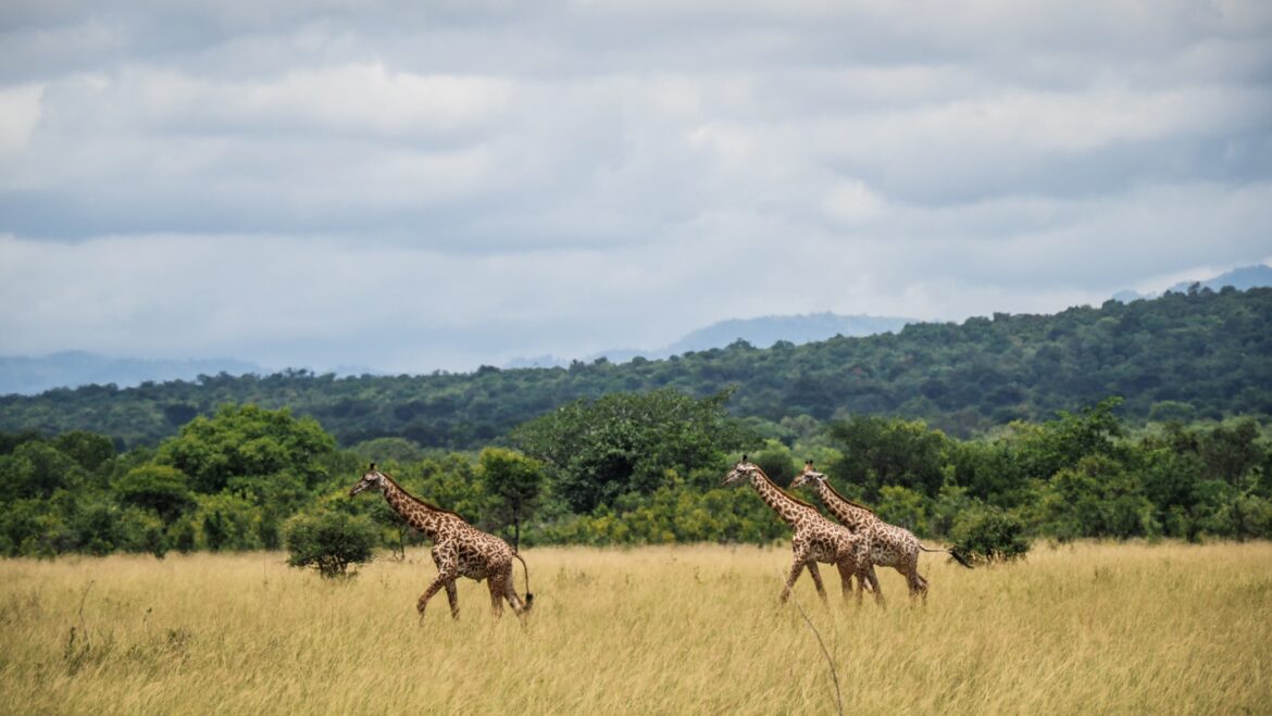 Mikumi National Park, Tanzania