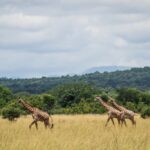 Mikumi National Park, Tanzania