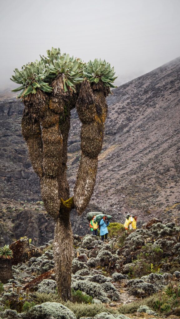 Mount Kilimanjaro, Tanzania