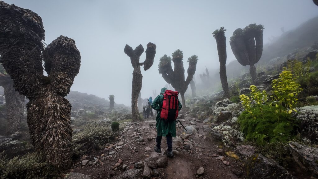 Kilimanjaro, Tanzania