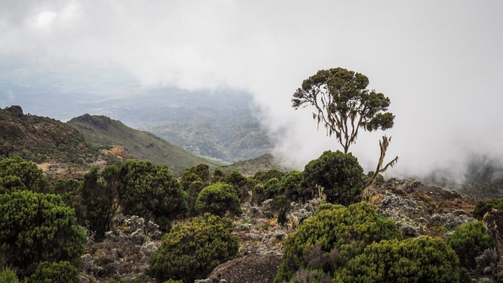 Kilimanjaro, Tanzania